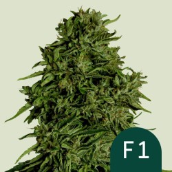 COSMOS F1 CDB · Royal Queen...