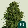 COSMOS F1 CBD · Royal Queen Seeds · semillas de marihuana · AutoFem
