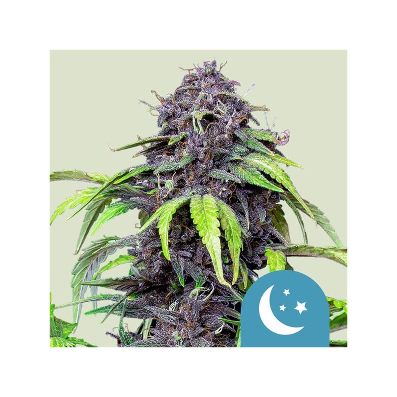 PURPLEMATIC CBD · Royal Queen Seeds · semillas de marihuana · AutoFem