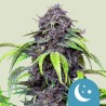 PURPLEMATIC CBD · Royal Queen Seeds · semillas de marihuana · AutoFem