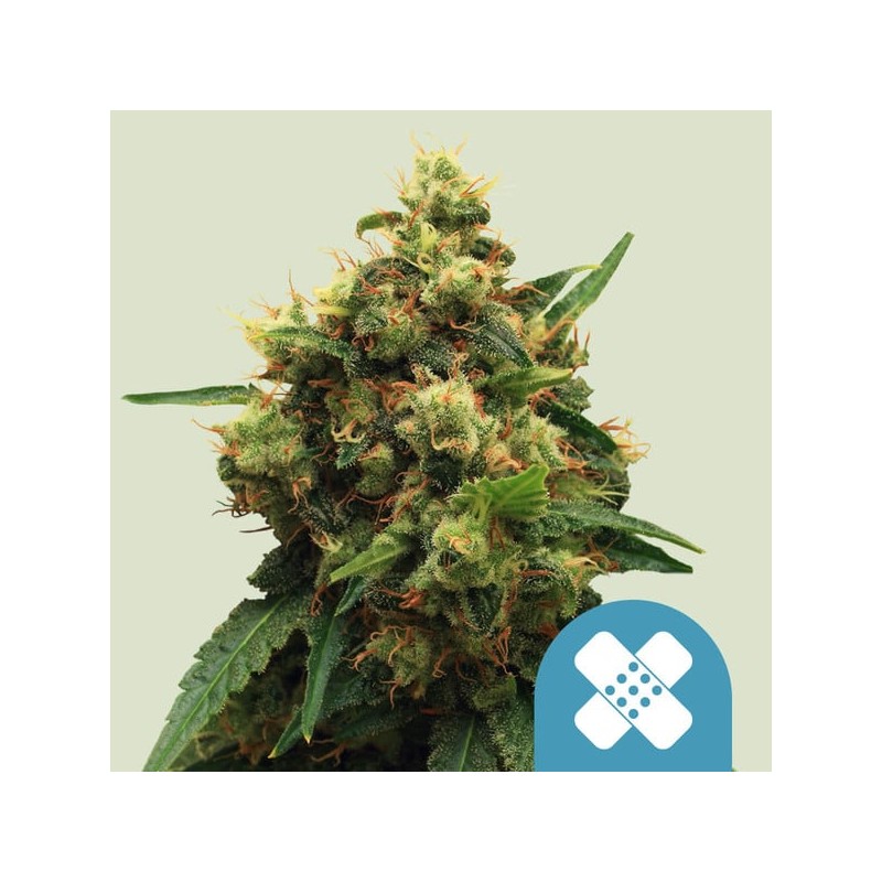 PAINKILLER XL · Royal Queen Seeds · semillas de marihuana · Fem