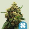 PAINKILLER XL · Royal Queen Seeds · semillas de marihuana · Fem