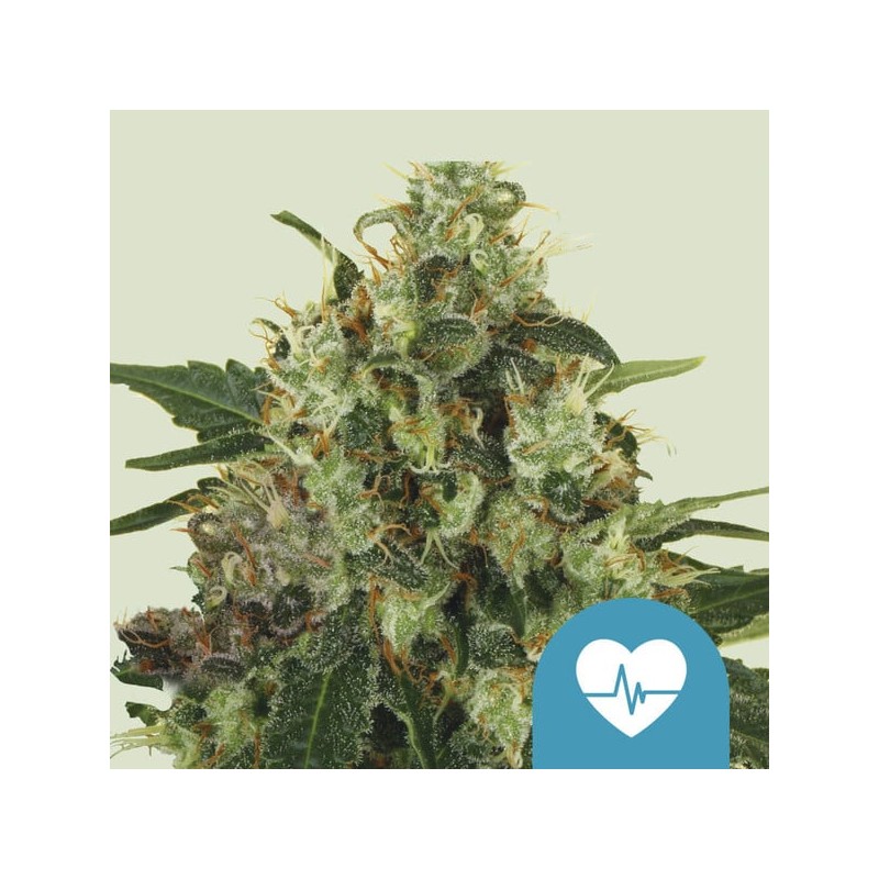 MEDICAL MASS · Royal Queen Seeds · cannabis seeds · Fem