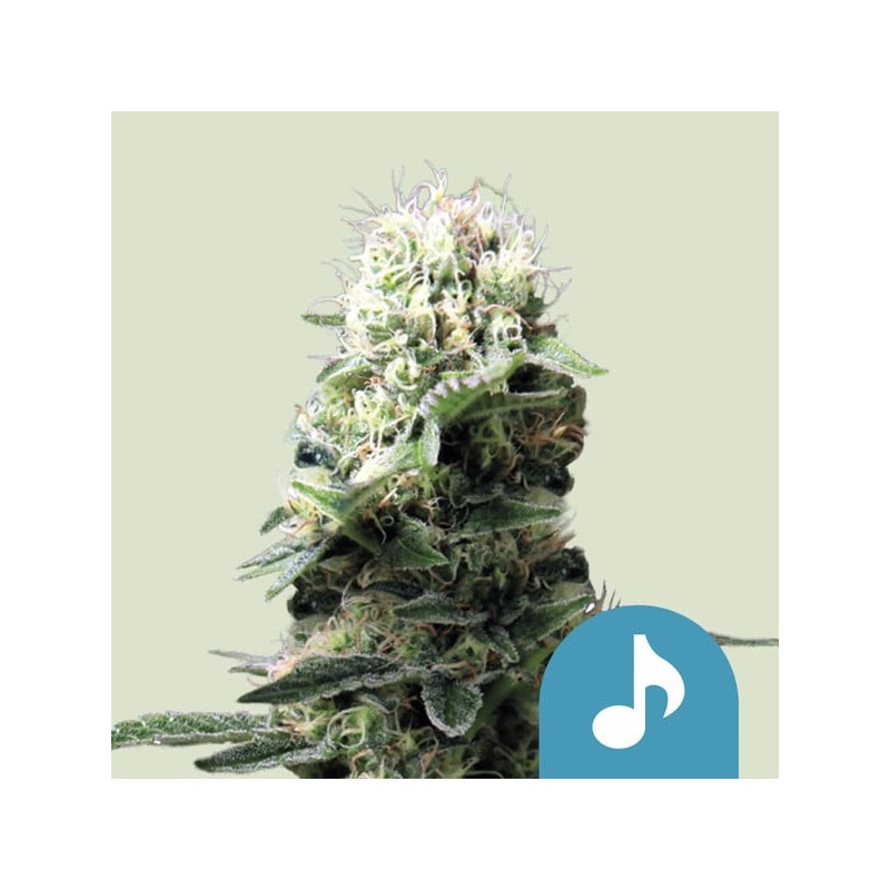DANCE WORLD · Royal Queen Seeds · cannabis seeds · Fem