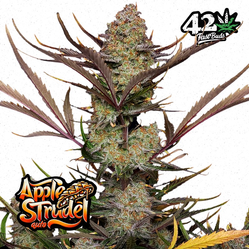 APPLE STRUDEL AUTO · FastBuds Seeds · semillas de marihuana · AutoFem