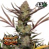 APPLE STRUDEL AUTO  · FastBuds Seeds · semi di canapa · AutoFem