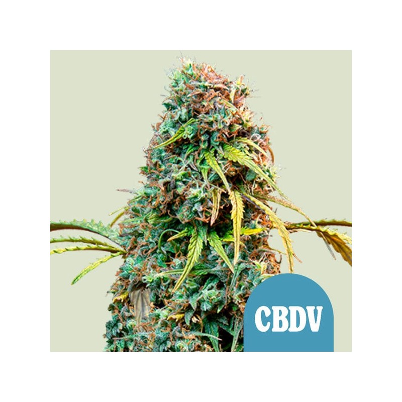 ROYAL CBDV AUTO · Royal Queen Seeds · semillas de marihuana · AutoFem
