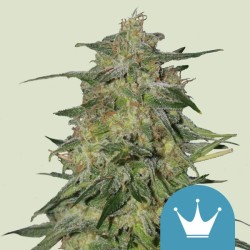 ROYAL HIGHNESS CBD· Royal...