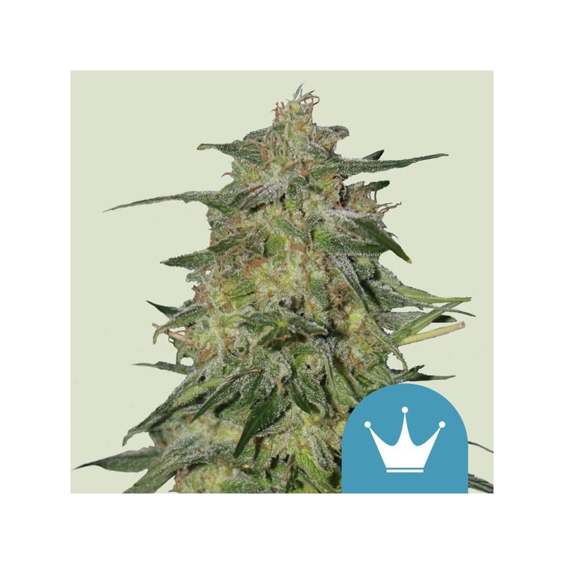 ROYAL HIGHNESS CBD· Royal Queen Seeds · semillas de marihuana · Fem