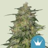 ROYAL HIGHNESS CBD· Royal Queen Seeds · semillas de marihuana · Fem