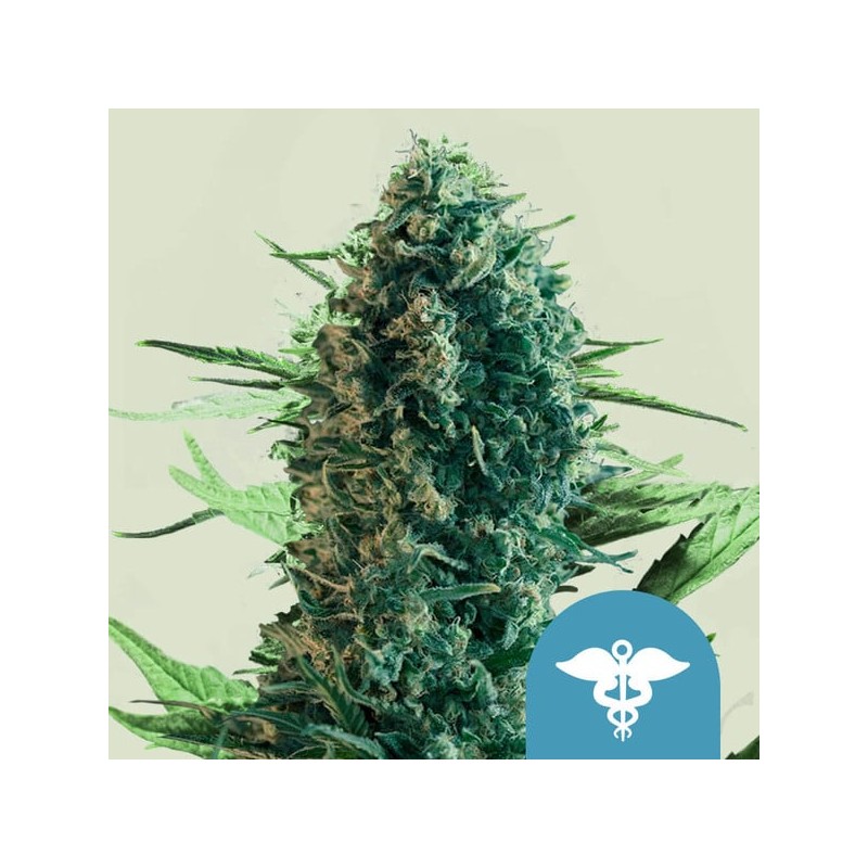 ROYAL MEDIC · Royal Queen Seeds · semillas de marihuana · Fem