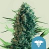 ROYAL MEDIC · Royal Queen Seeds · semillas de marihuana · Fem