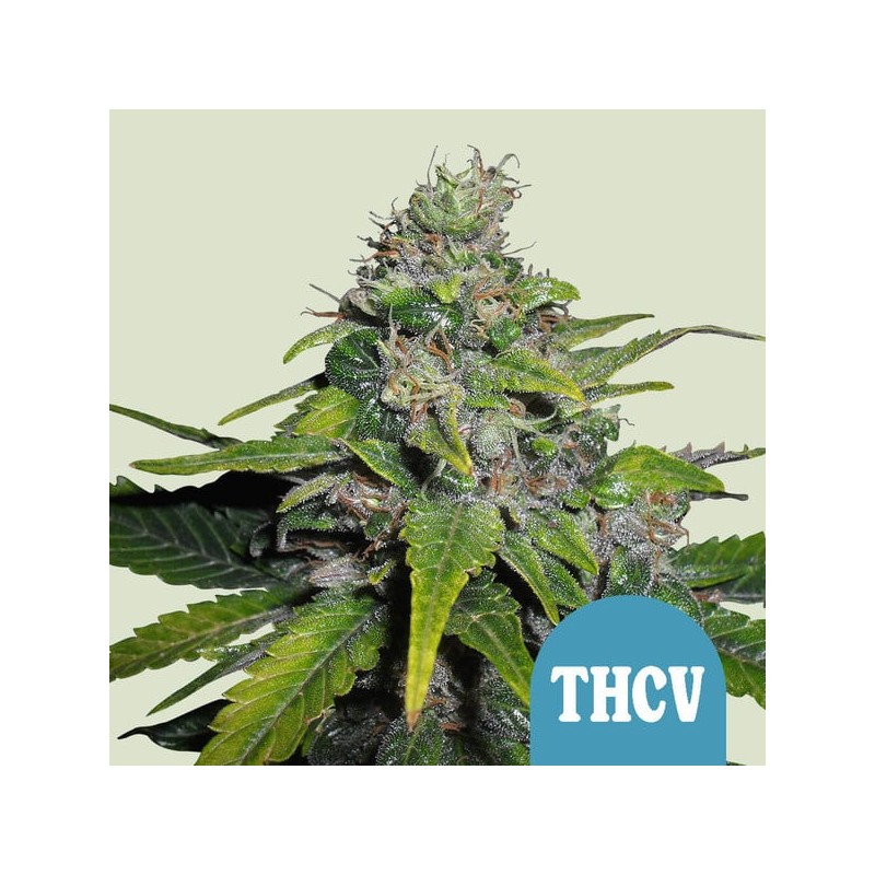 ROYAL THCV CBD · Royal Queen Seeds · semillas de marihuana · Fem