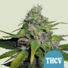 ROYAL THCV CBD · Royal Queen Seeds · semillas de marihuana · Fem