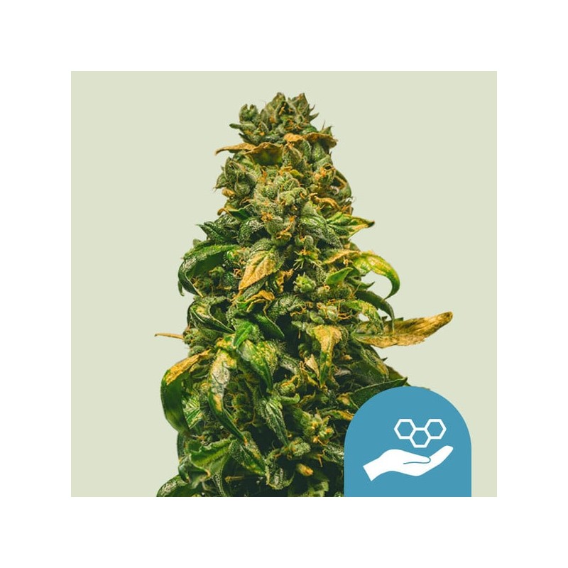SOLOMATIC CBD · Royal Queen Seeds · semillas de marihuana · AutoFem