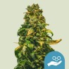 SOLOMATIC CBD · Royal Queen Seeds · semillas de marihuana · AutoFem