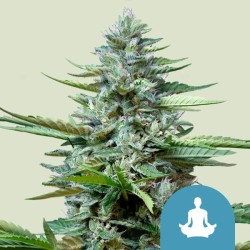 STRESS KILLER AUTOMATIC CBD...