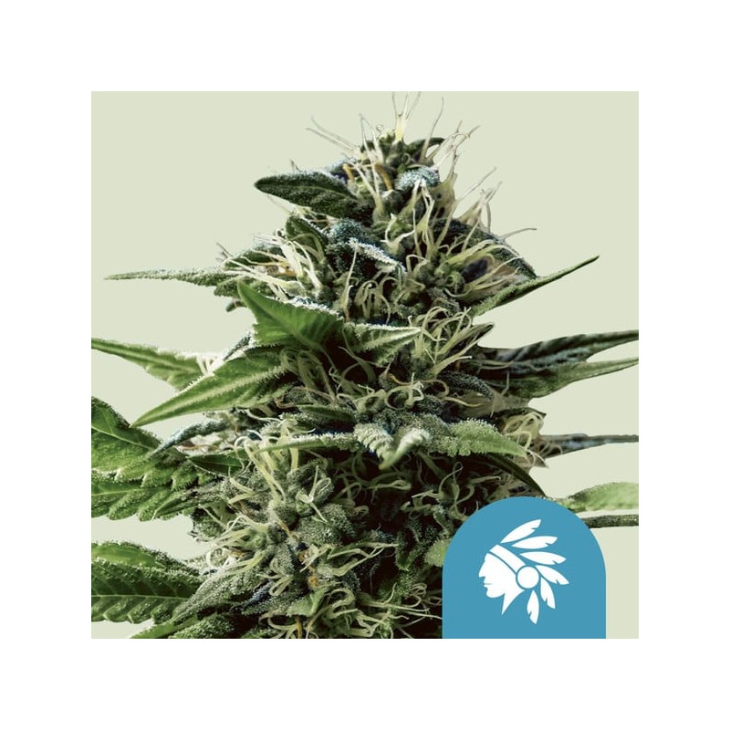 TATANKA PURE CBD · Royal Queen Seeds · semillas de marihuana · Fem