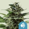 TATANKA PURE CBD · Royal Queen Seeds · semillas de marihuana · Fem