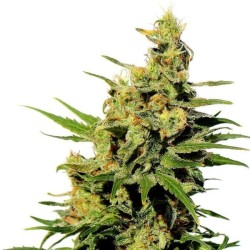 BCN DIESEL CBD · Kannabia Seed Company · semillas de marihuana · Fem