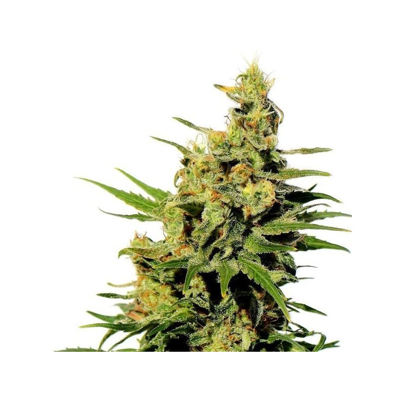 BCN DIESEL CBD · Kannabia Seed Company · semillas de marihuana · Fem