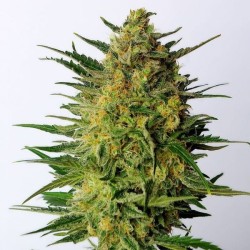 SUPER AK · Kannabia Seed Company · semi di canapa · Fem