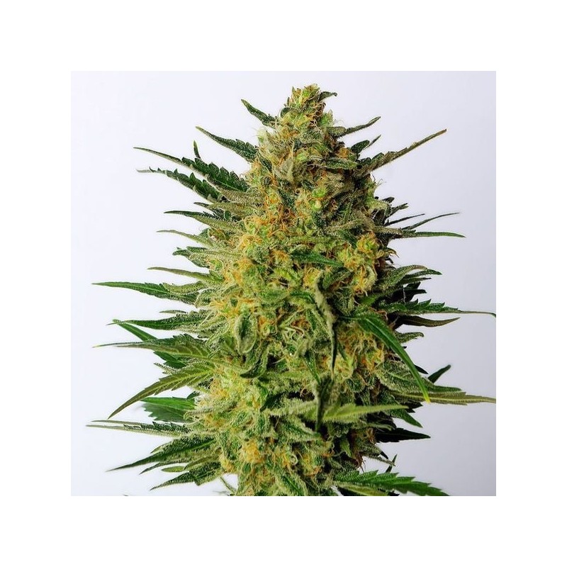 SUPER AK · Kannabia Seed Company · cannabis seeds · Fem