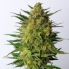 SUPER AK · Kannabia Seed Company · semi di canapa · Fem