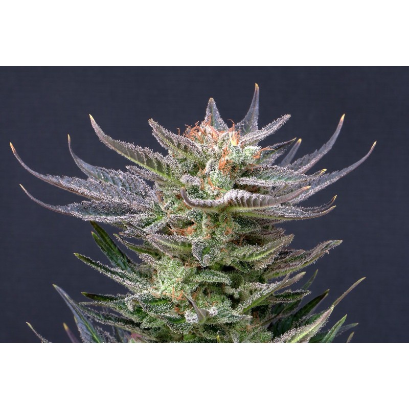 PURPLE DREAM AUTO · Kannabia Seed Company · semi di canapa · AutoFem