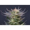 PURPLE DREAM AUTO · Kannabia Seed Company · semi di canapa · AutoFem