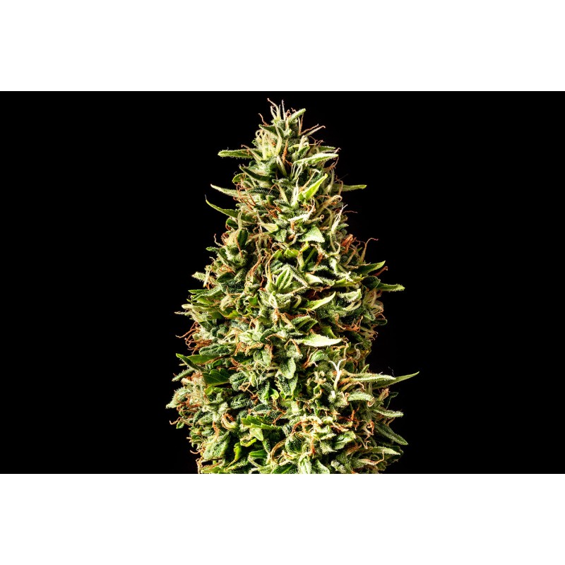 RUNTZ AUTO · Kannabia Seed Company · semi di canapa · AutoFem