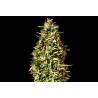 RUNTZ AUTO · Kannabia Seed Company · semi di canapa · AutoFem