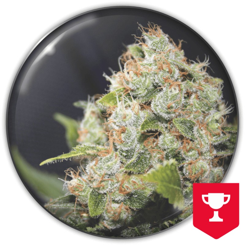 BCN SOUR DIESEL · Medical Seeds · semillas de marihuana · Fem