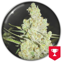 1024 · Medical Seeds · semi...