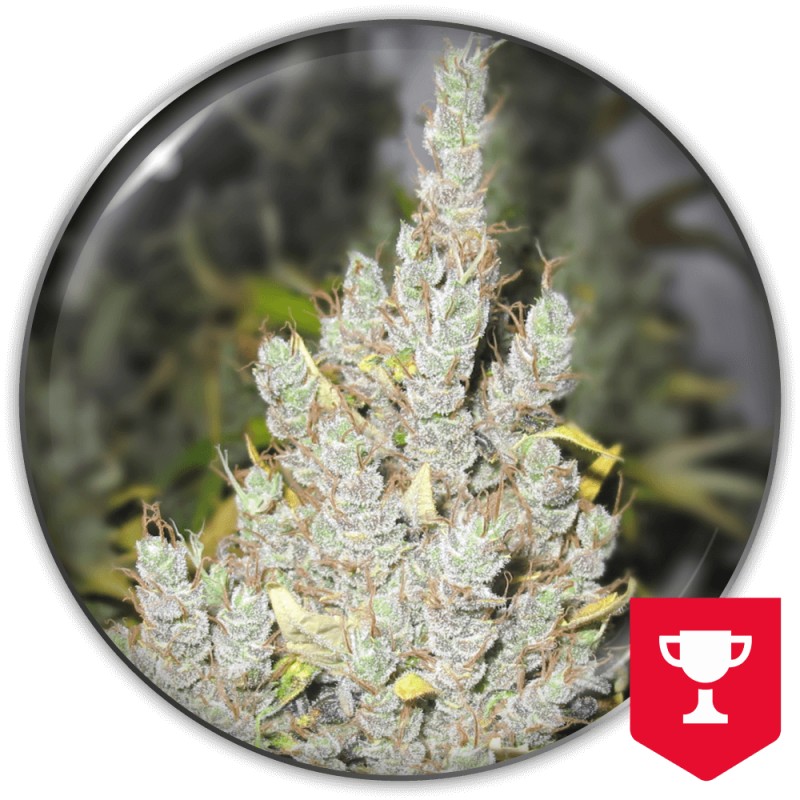 2046 · Medical Seeds · semi di canapa · Fem
