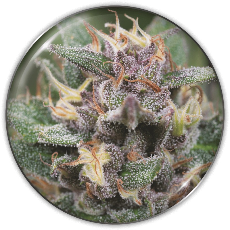 BLUE HELL AUTO · Medical Seeds · semi di canapa · AutoFem