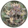 BLUE HELL AUTO · Medical Seeds · semi di canapa · AutoFem