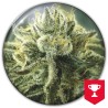 CANADIAN KUSH 2.0 · Medical Seeds · semi di canapa · Fem
