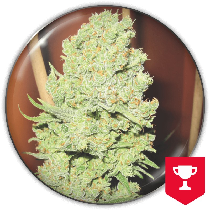 CHANNEL+ · Medical Seeds · semillas de marihuana · Fem