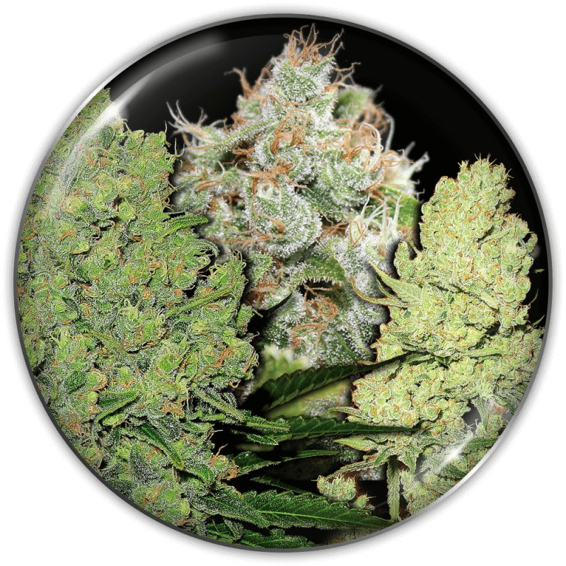 COLECCIONISTA 1 · Medical Seeds · semi di canapa · Fem