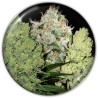 COLECCIONISTA 1 · Medical Seeds · semi di canapa · Fem
