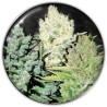 COLECCIONISTA 4 · Medical Seeds · semillas de marihuana · Fem