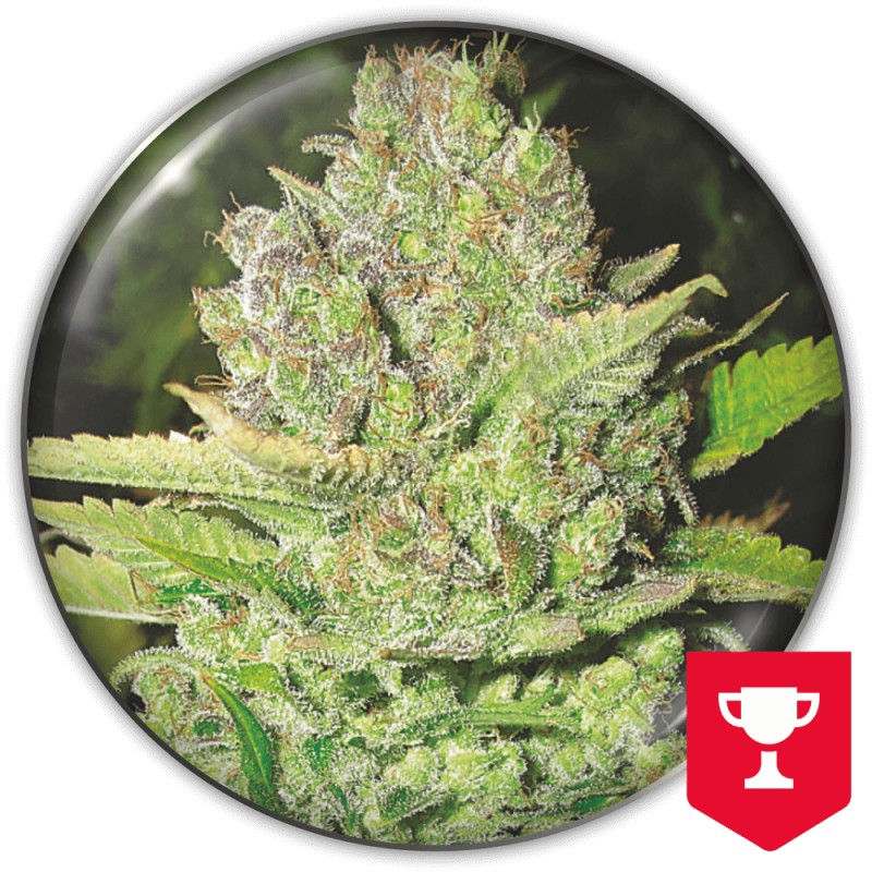 DEVIL FRUIT · Medical Seeds · semillas de marihuana · Fem