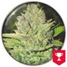 DEVIL FRUIT · Medical Seeds · semillas de marihuana · Fem