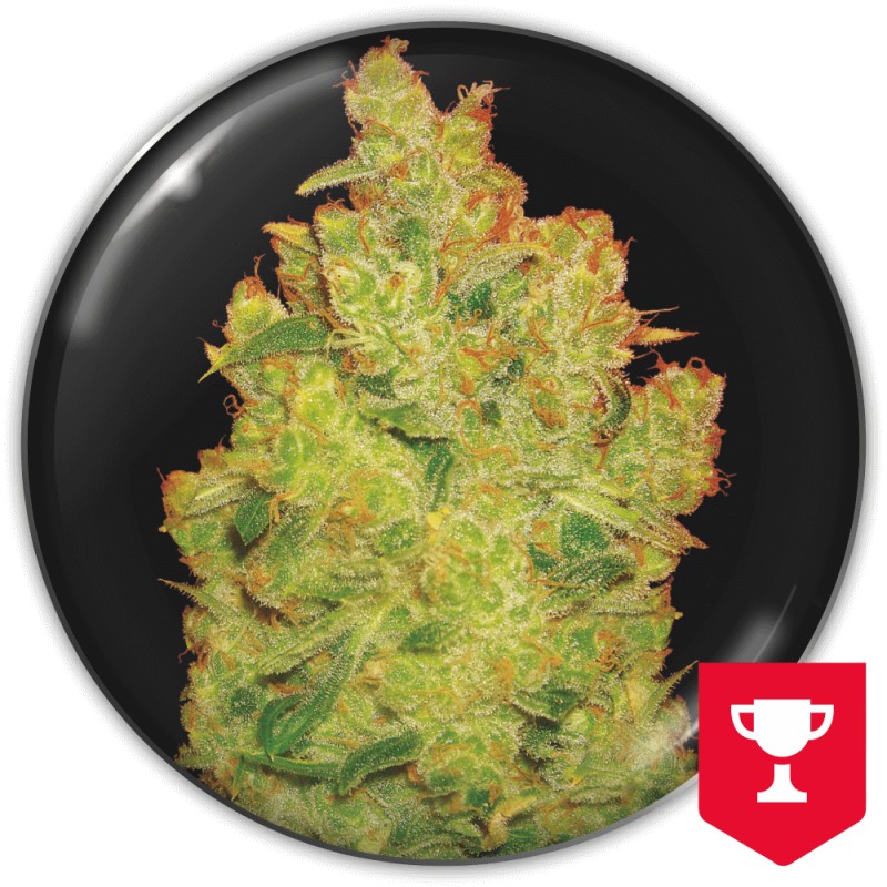 JACK LA MOTA · Medical Seeds · cannabis seeds · Fem