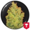 JACK LA MOTA · Medical Seeds · cannabis seeds · Fem