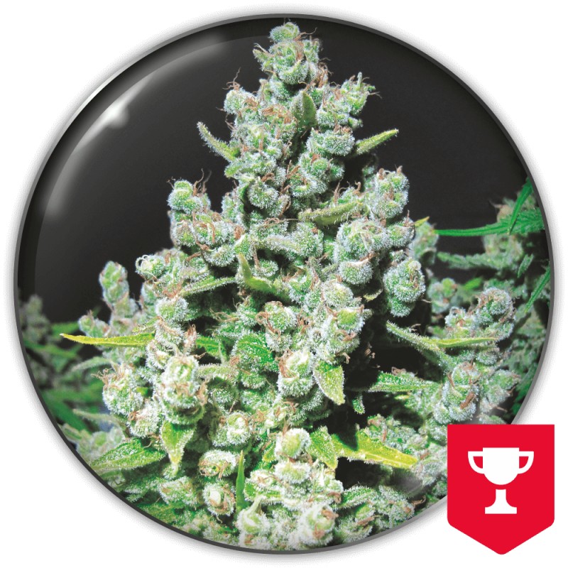 MALAKOFF · Medical Seeds · semi di canapa · Fem