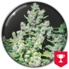 MALAKOFF · Medical Seeds · cannabis seeds · Fem