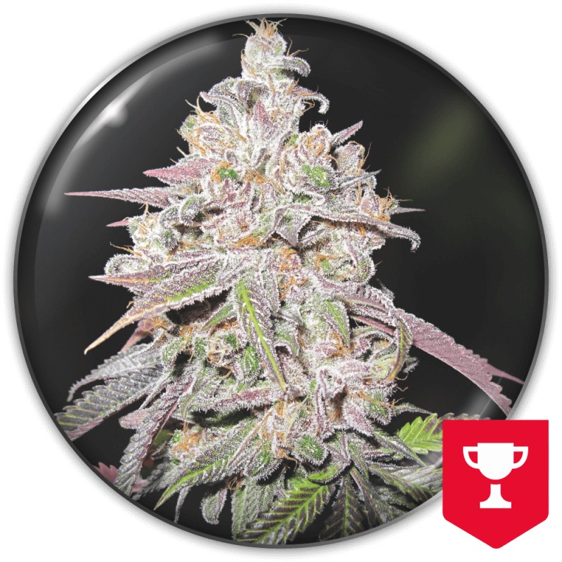 MENDOCINO CHANEL KUSH · Medical Seeds · semi di canapa indiana · Fem