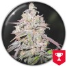 MENDOCINO CHANEL KUSH · Medical Seeds · semi di canapa indiana · Fem
